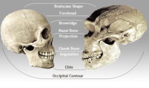 O comparație între craniul de om și de Neanderthal, care arată diferențele tipice 